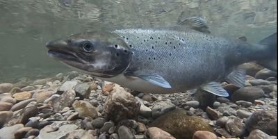 Bring Back the Salmon with Ontario Federation of Anglers and Hunters (8 ...