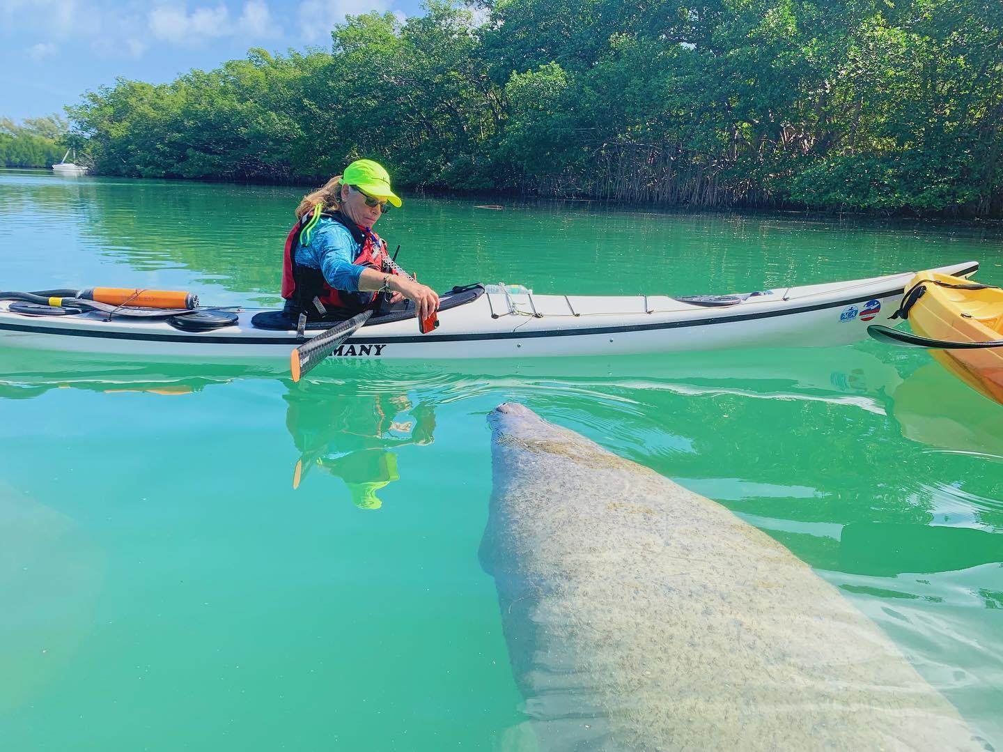 Manatee Photo Safari - Miami Kayak & Paddleboard Tour