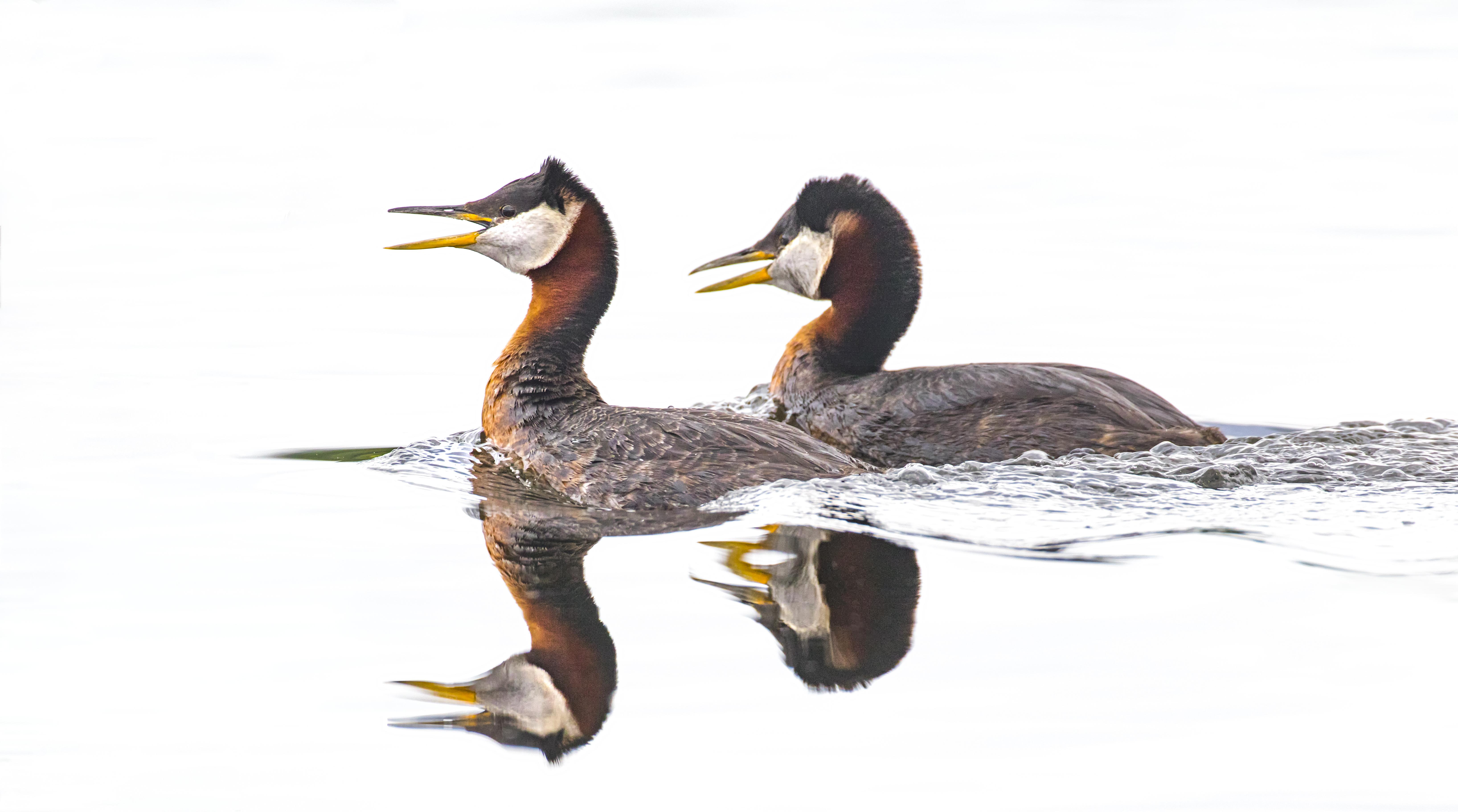 June 5-10, 2020: Alaska: Birds and Mammals of the Kenai Peninsula
