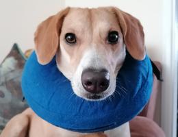 Canine First Aid Course for Pet Owners and Pet Professionals