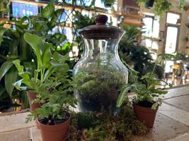 Light Up Living Moss Enclosed Terrarium Workshop (Intercourse, PA) Tickets,  Sat, Feb 17, 2024 at 11:00 AM