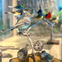 BSA: Bird Study Merit Badge -Virtual Tickets, Sun, Dec 17, 2023 at 2:00