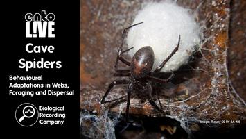 Cave Spiders Behavioural Adaptations In Webs Foraging And Dispersal   Logo.20231225 122303