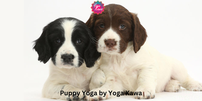 Puppy Yoga (Family-Friendly) by Yoga Kawa Toronto w/ Springer