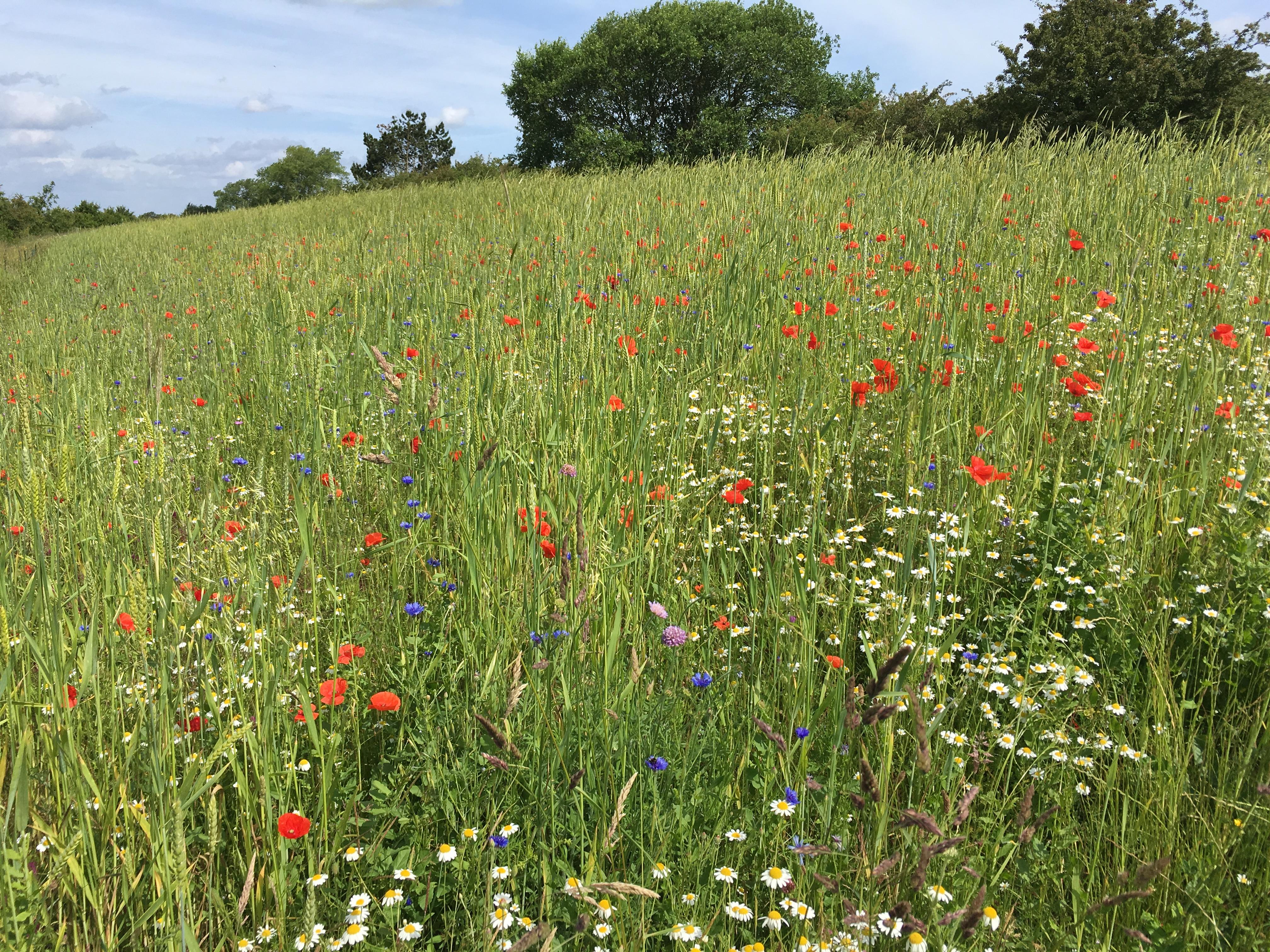 Arable Plant Identification and Ecology 2020