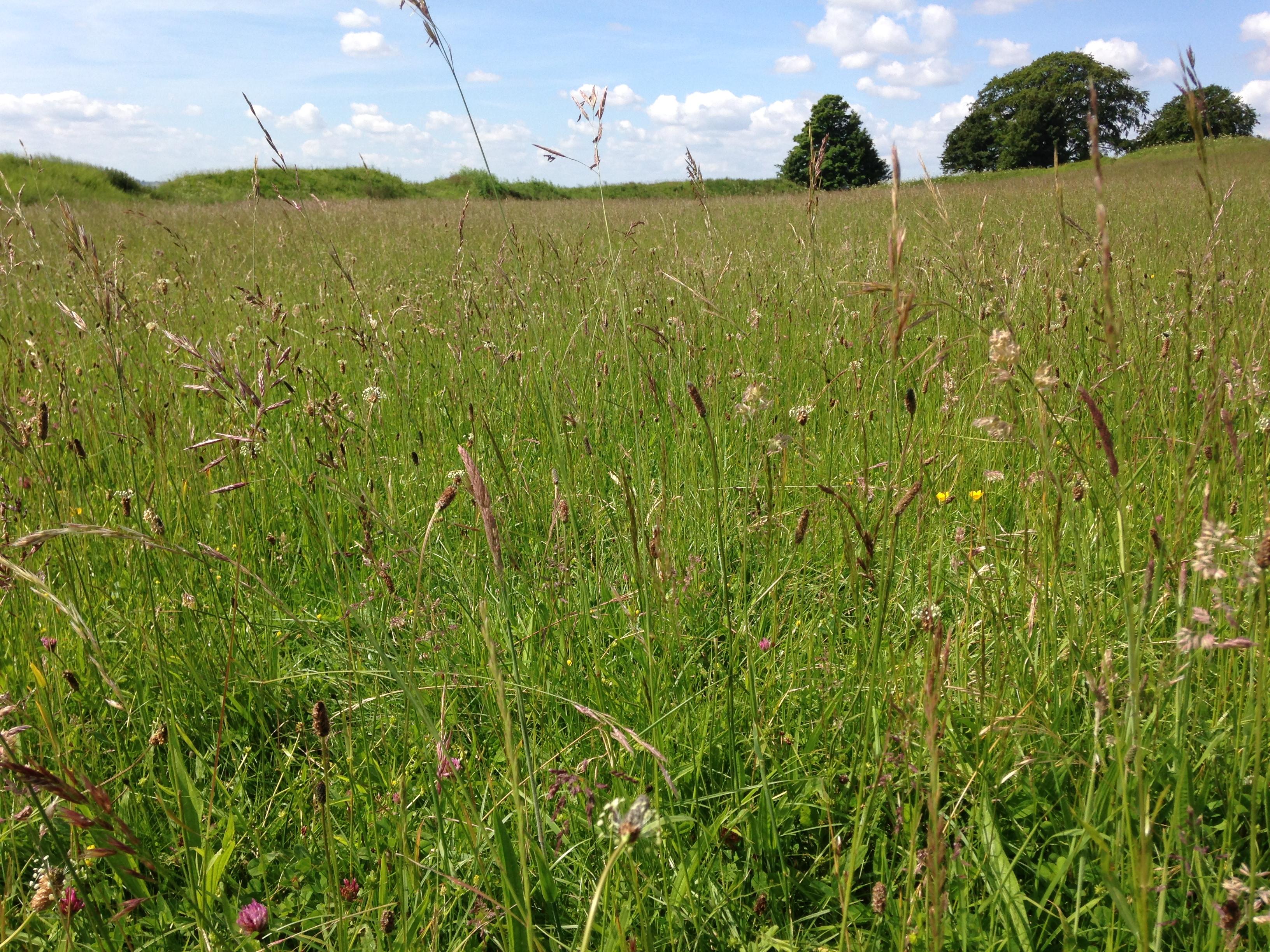 Late Season Grass Identification 2020