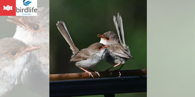 Nature Matters: Backyard Birds with Birdlife Shoalhaven Tickets, Mon 08 ...