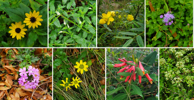 Pinellas FNPS Spring Native Garden Tour - SOUTH COUNTY Tickets, Sat ...