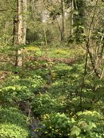 Himalayan Balsam Removal Tickets, Multiple Dates 