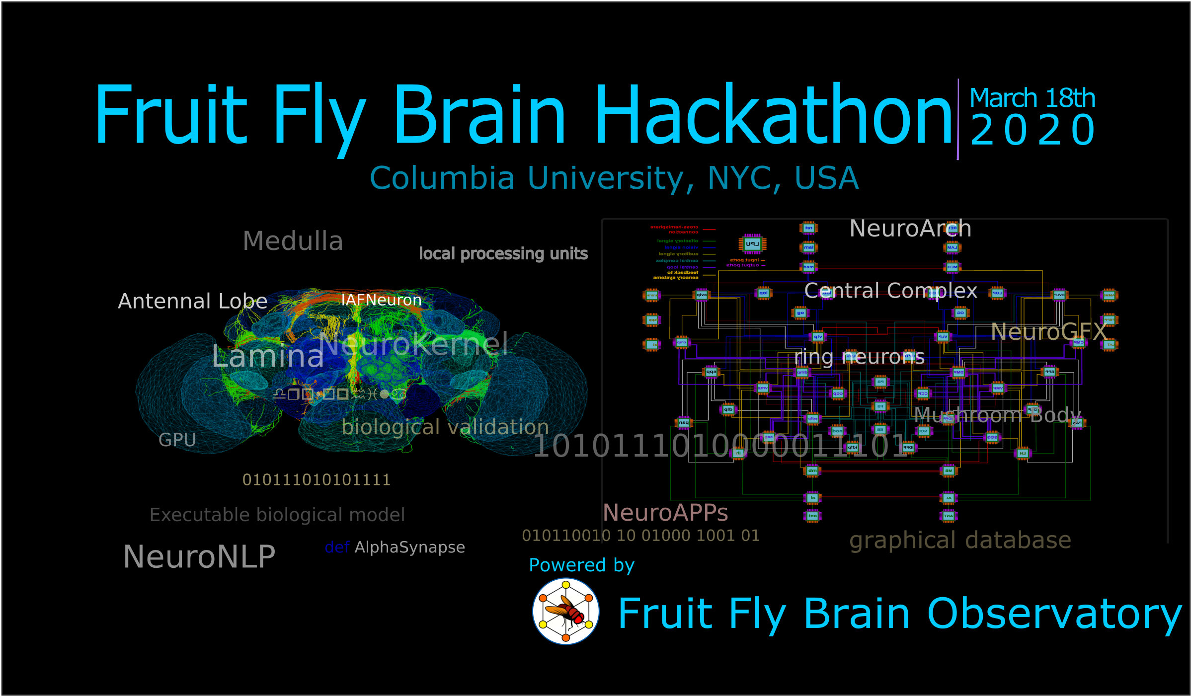 Fruit Fly Brain Hackathon 2020