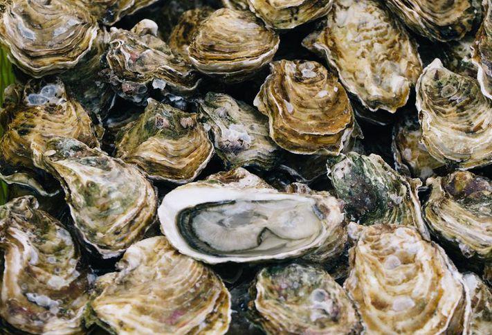Oyster Shucking 101 w/ Adam Kucenic from Muddy Waters Oyster Bar