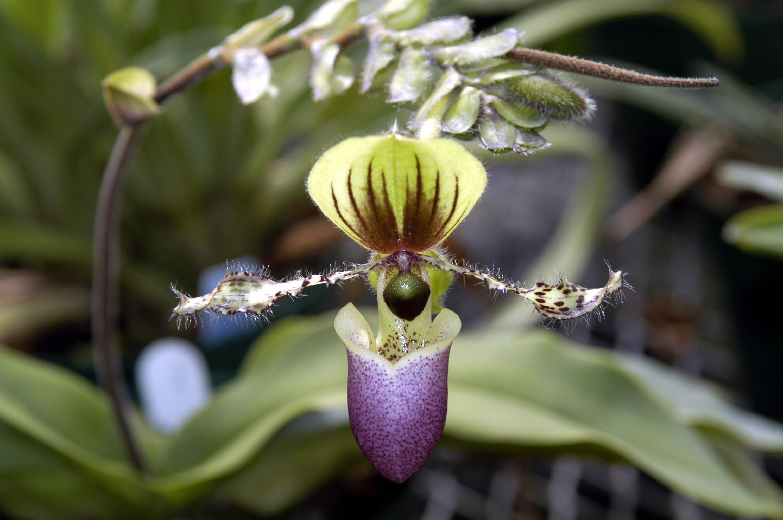 A Deeper Understanding of Orchids: Spring 2020 (3-Part Series)