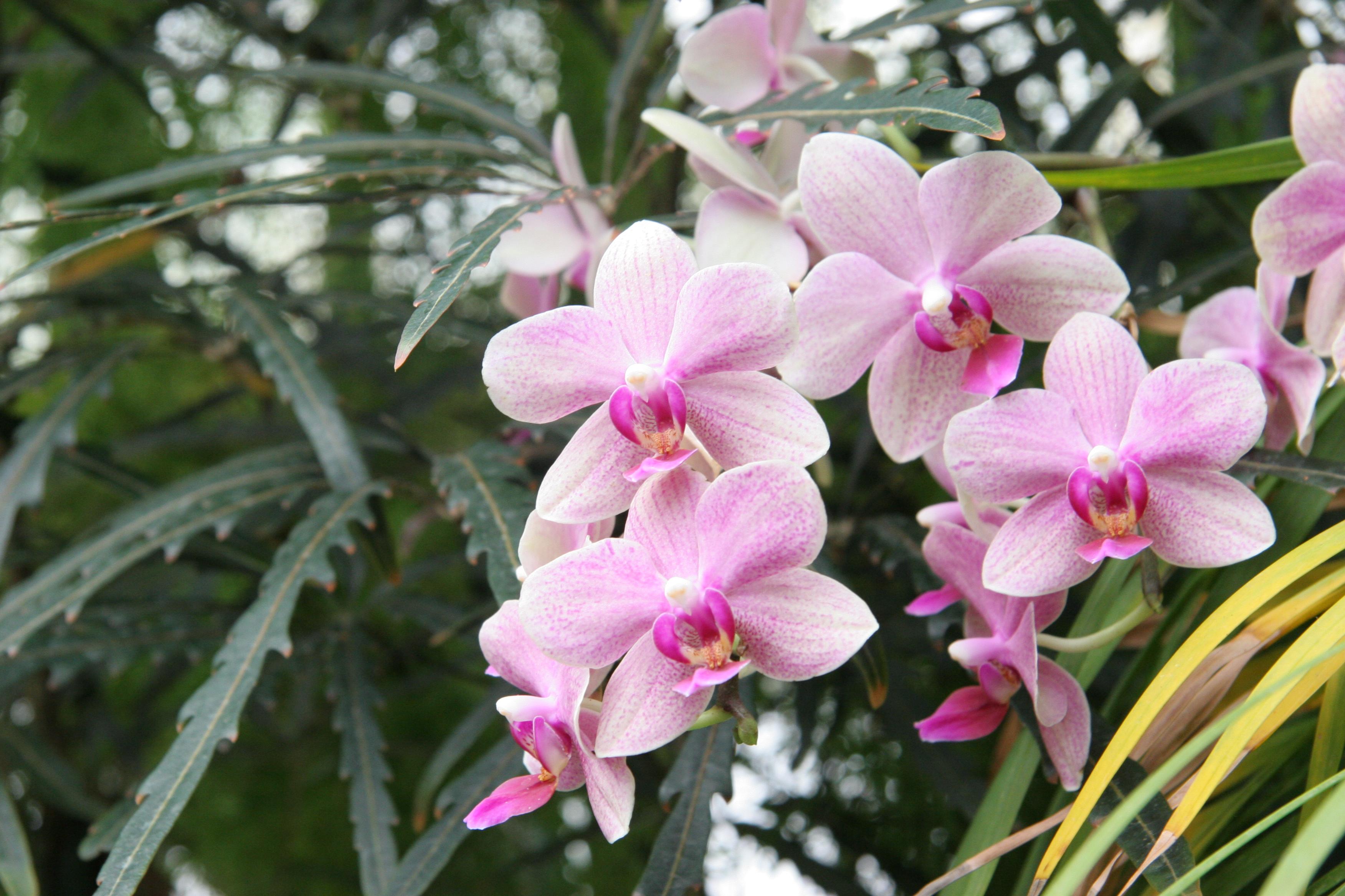 A Deeper Understanding of Orchids: Fall 2020 (3-Part Series)