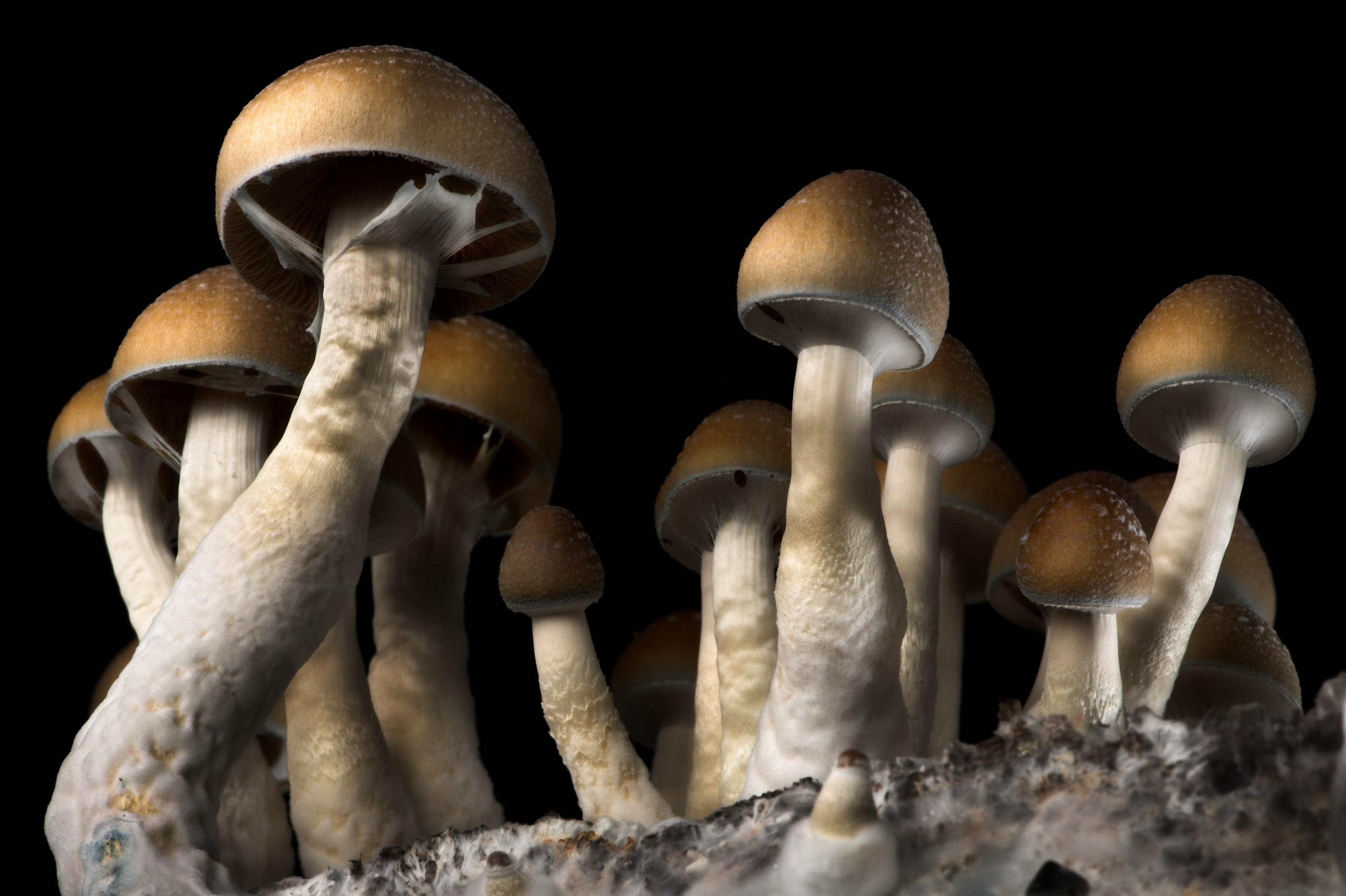 Home cultivation of mushrooms