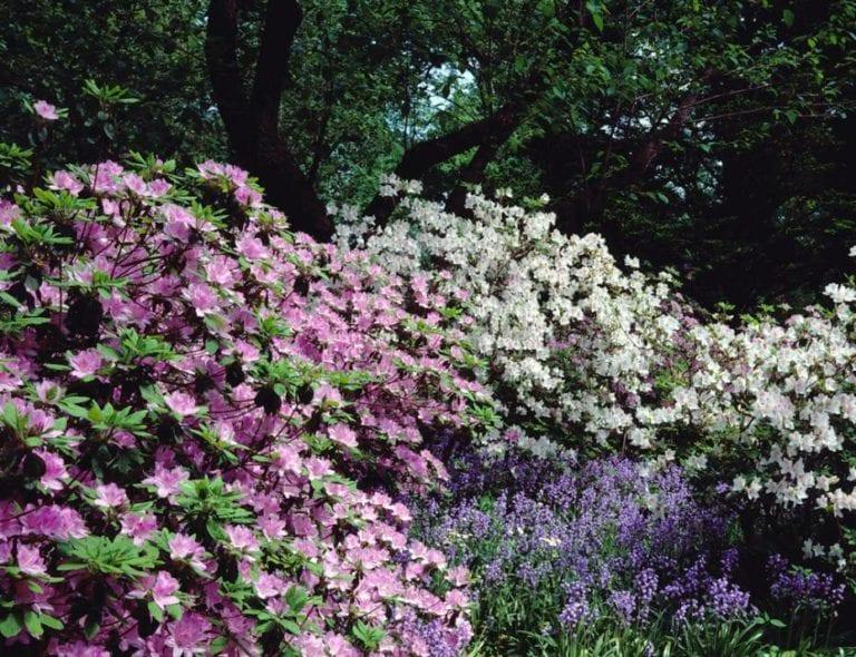 Azaleas and Rhododendrons at Winterthur