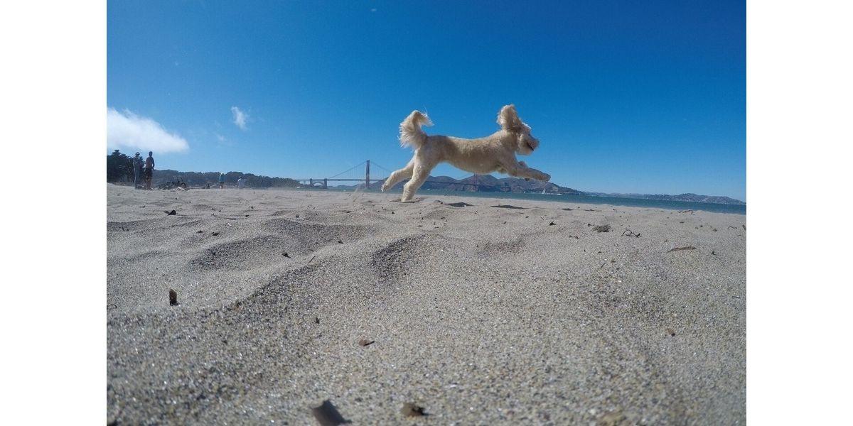 GoPro dog photos at the Golden Gate (2020-07-12 starts at 1:00 PM)