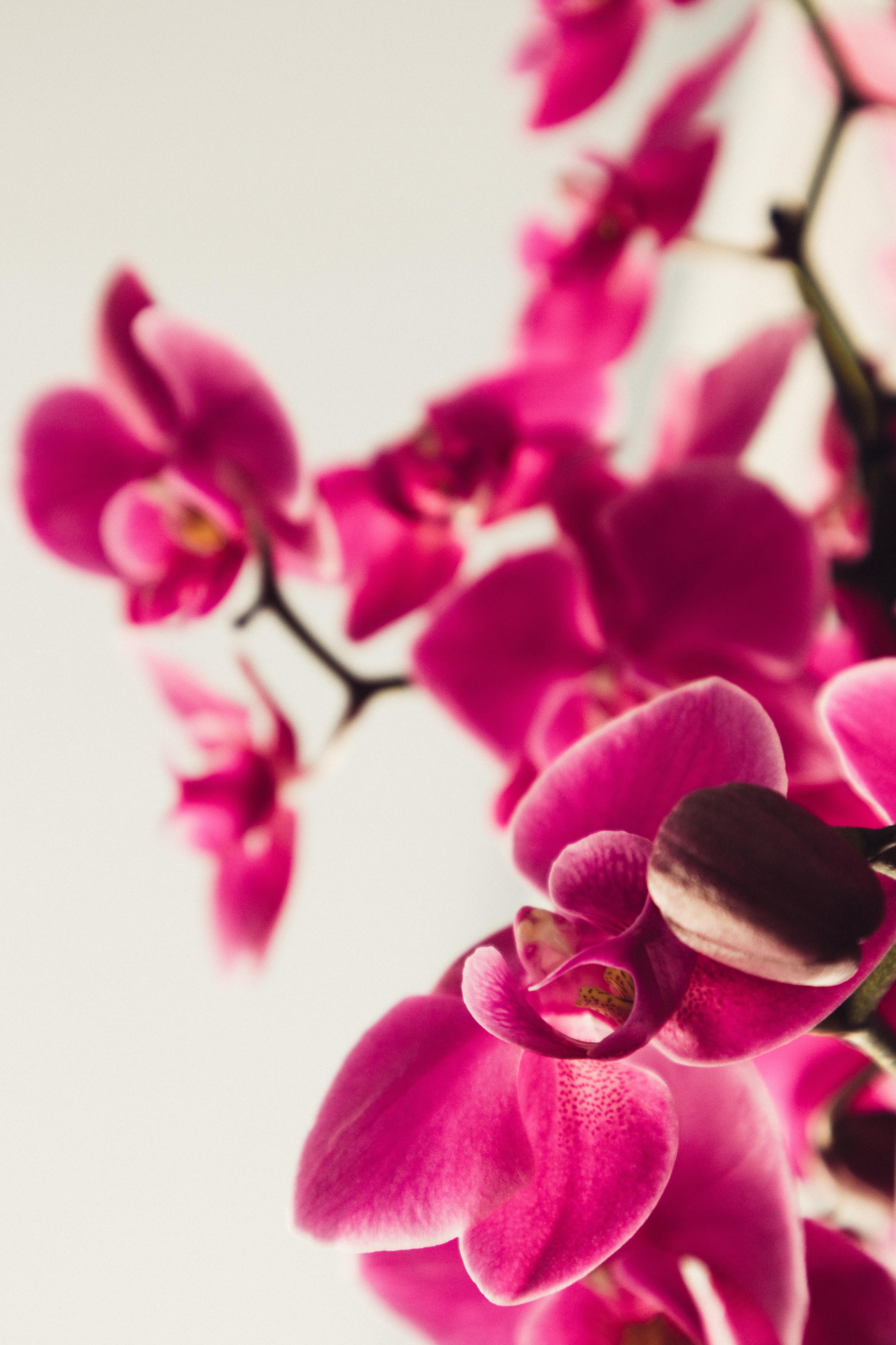 Free Seminar: Orchids 101