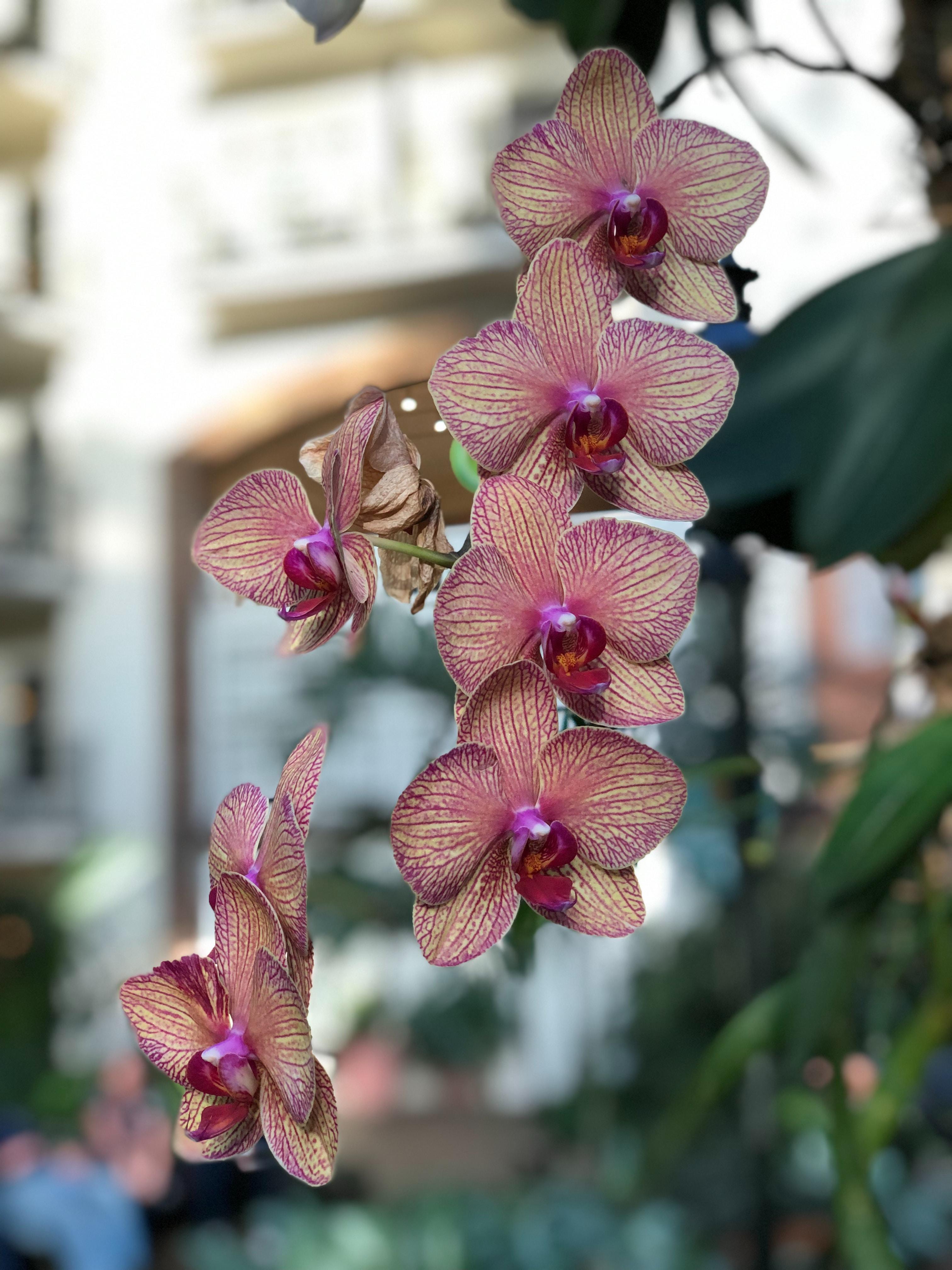 Free Seminar: Tried & True Orchid Tips