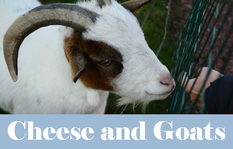 Goats and Cheese Workshop