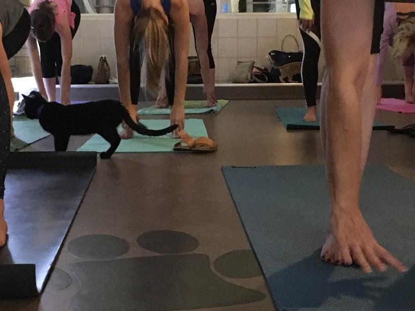 Yoga + Kittens at APA