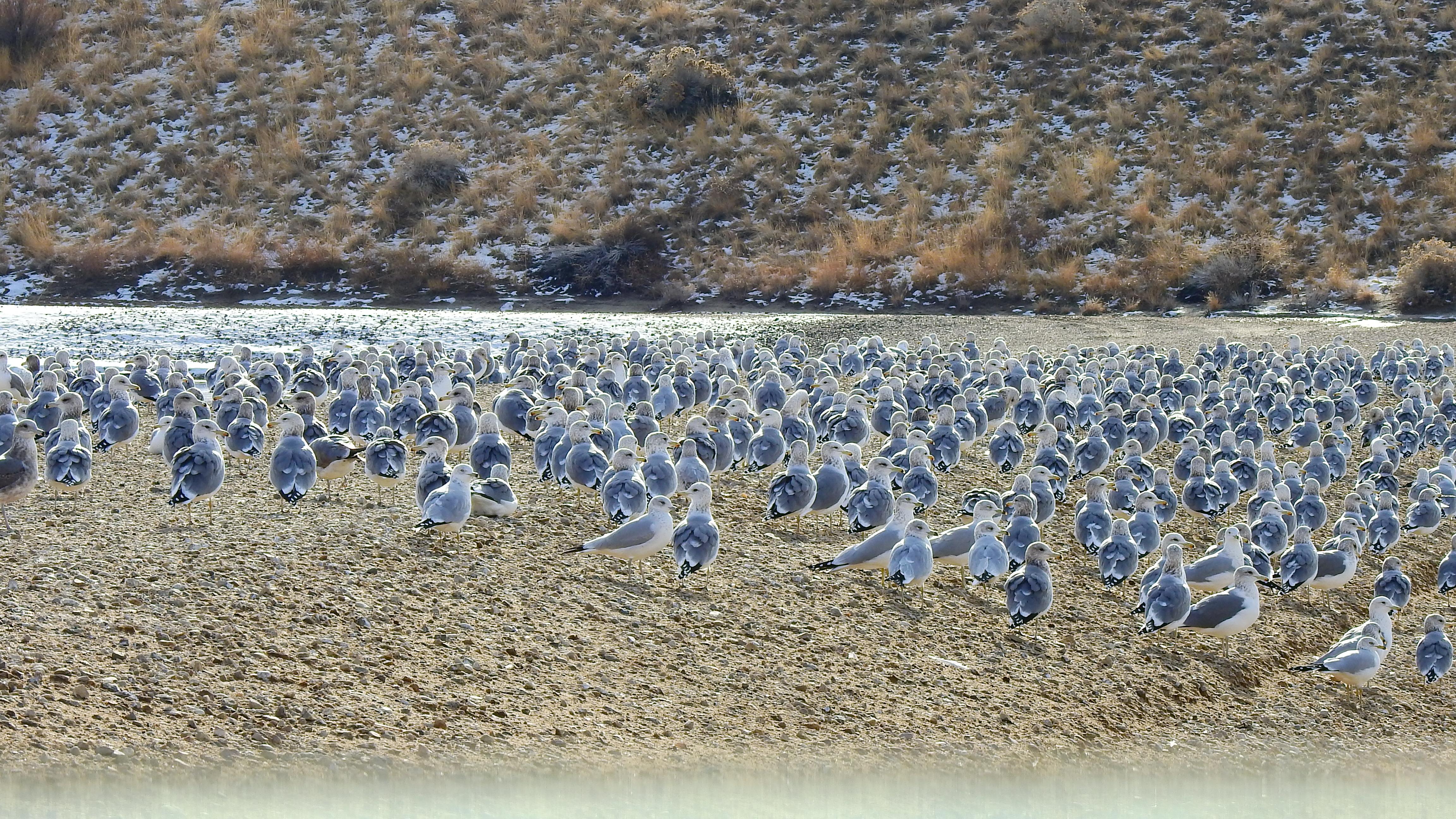 Field Trip: Landfill Gulls