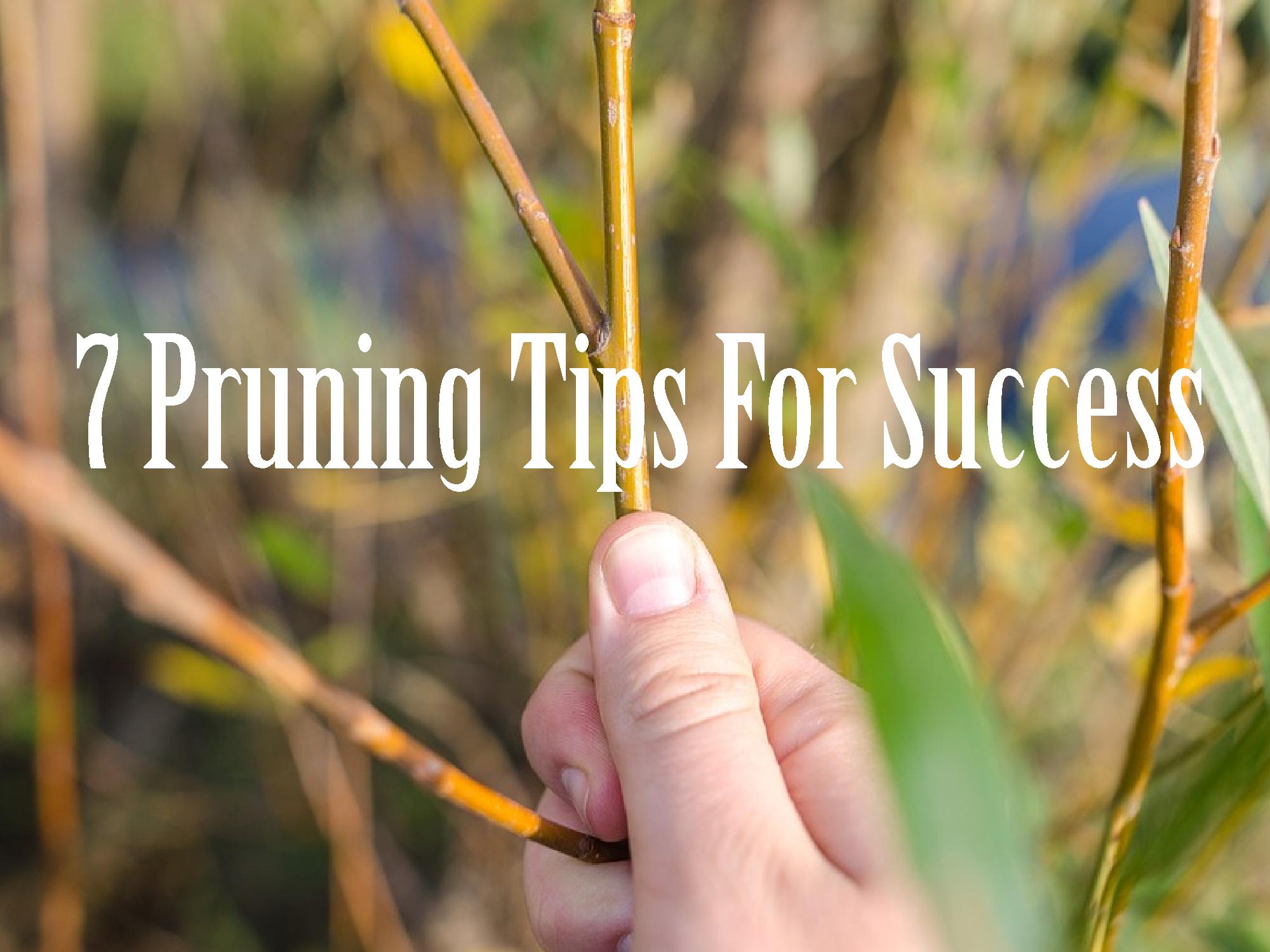 7 Pruning Tips For Success