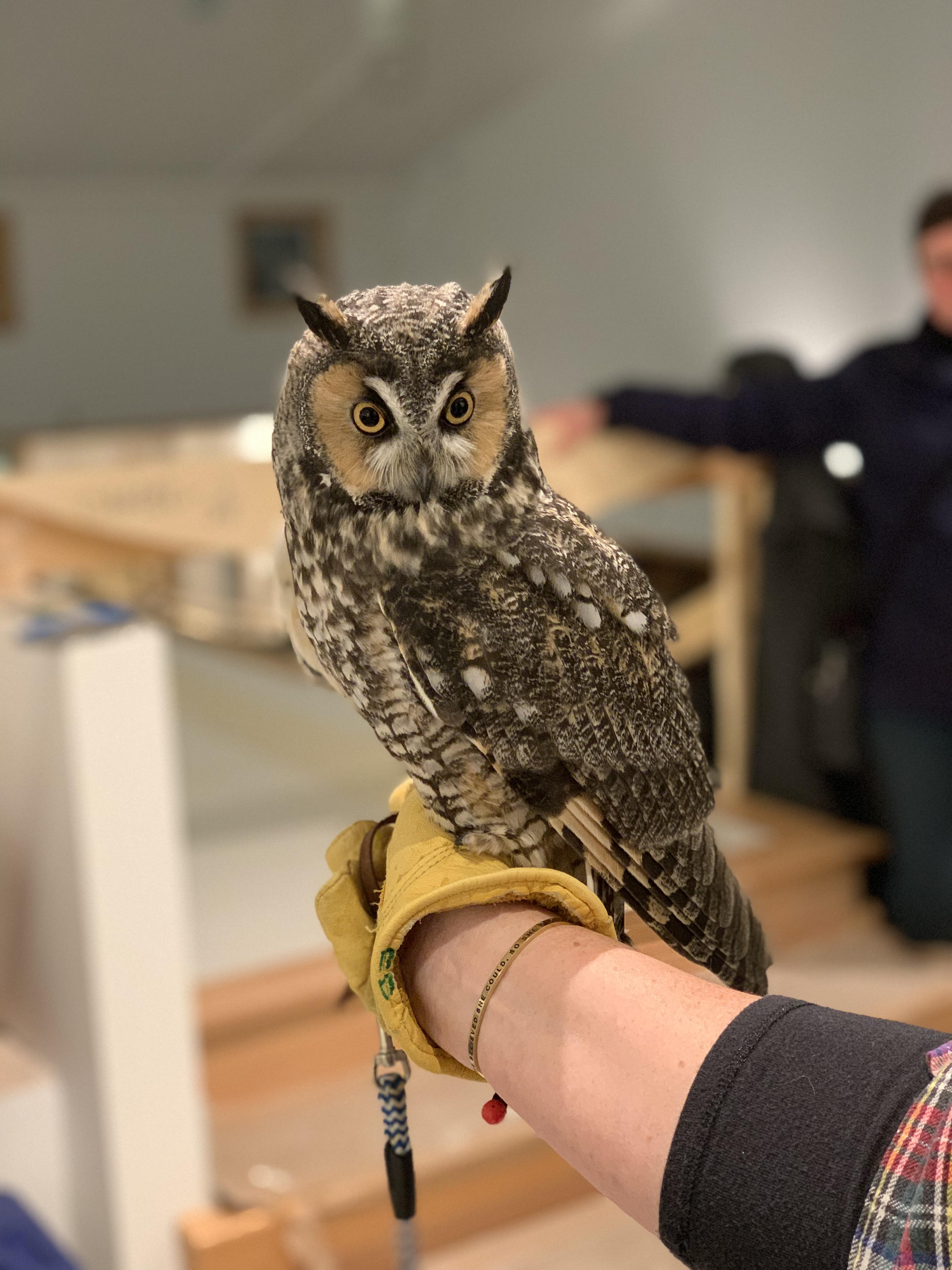 February Owl Prowl with the Center for Wildlife