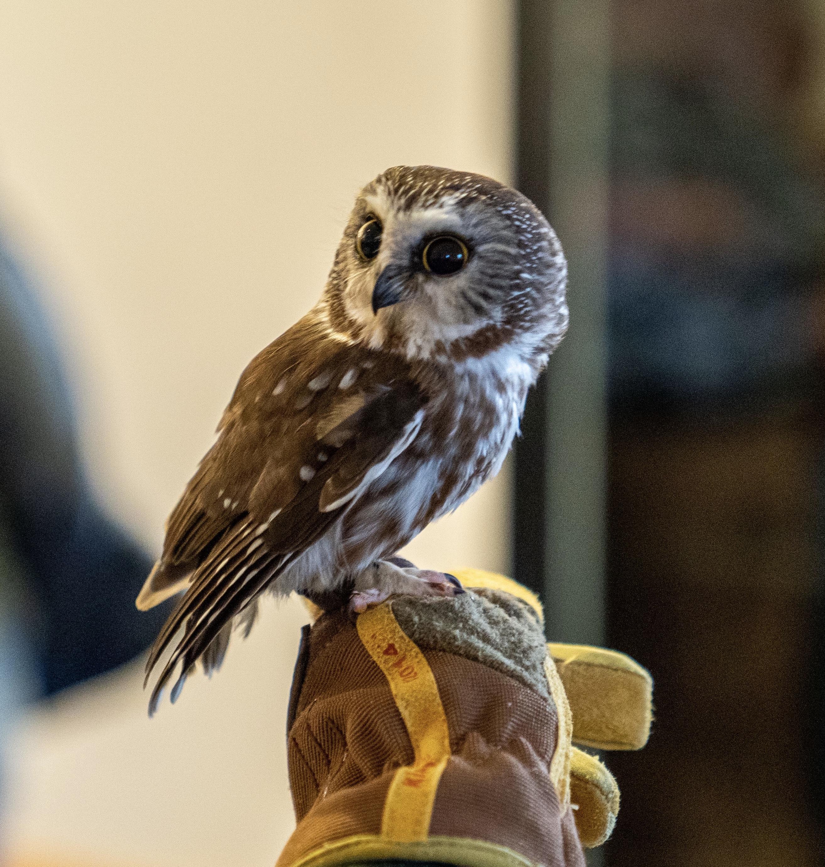 April Owl Prowl with the Center for Wildlife