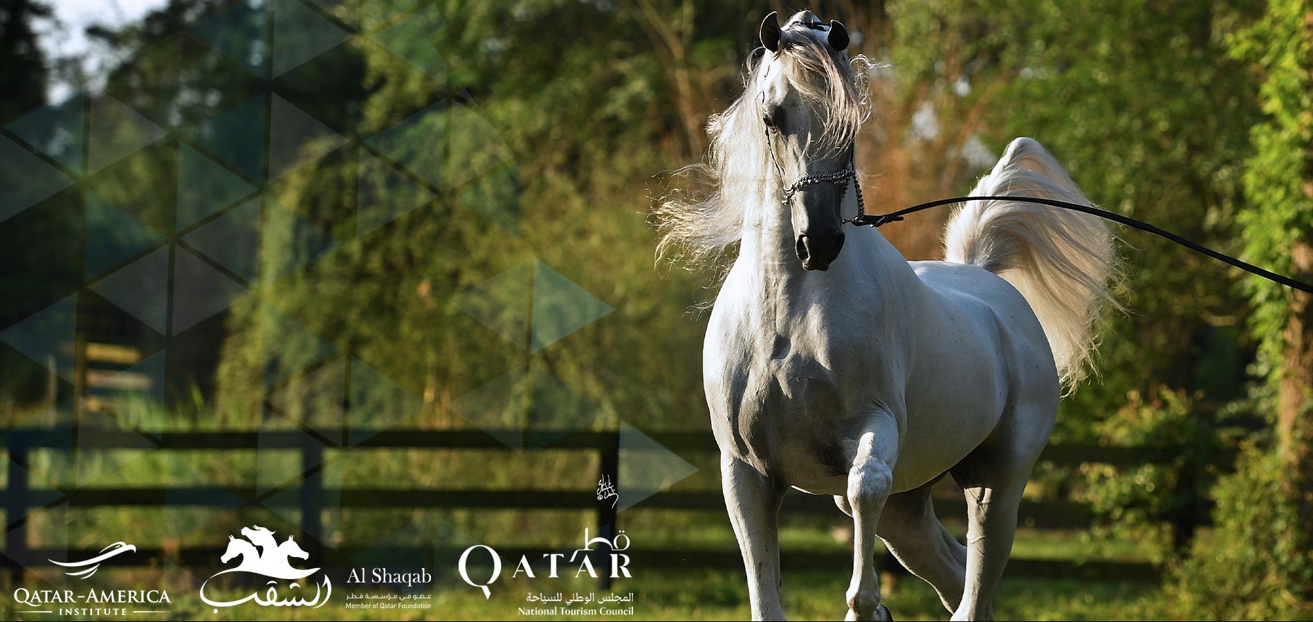 The Arabian Horse: Lore and Legend