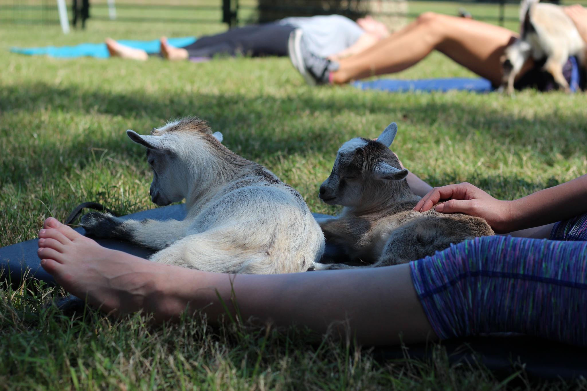 Goat Yoga Texas - Sat, Feb 1 @ 10AM