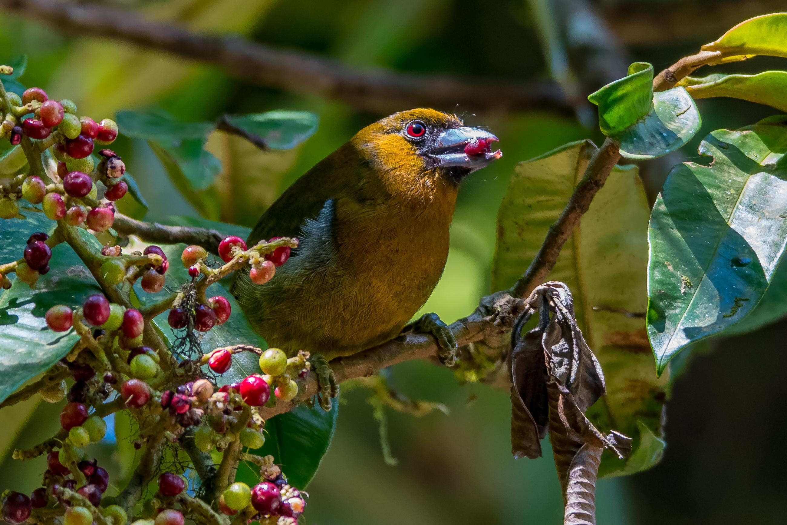 Travel and birding in Costa Rica