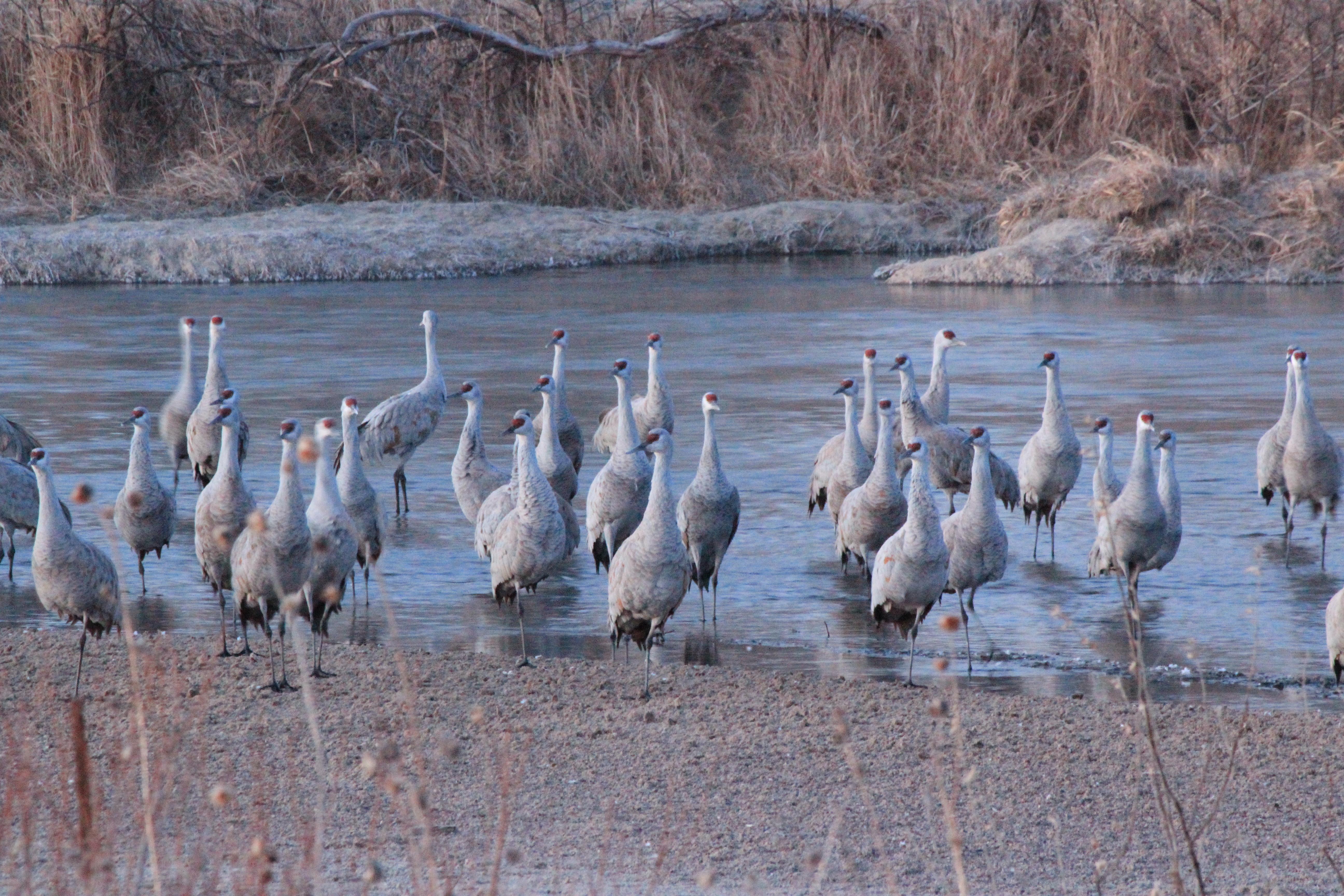 2020 Sandhill Crane North Platte River Blind