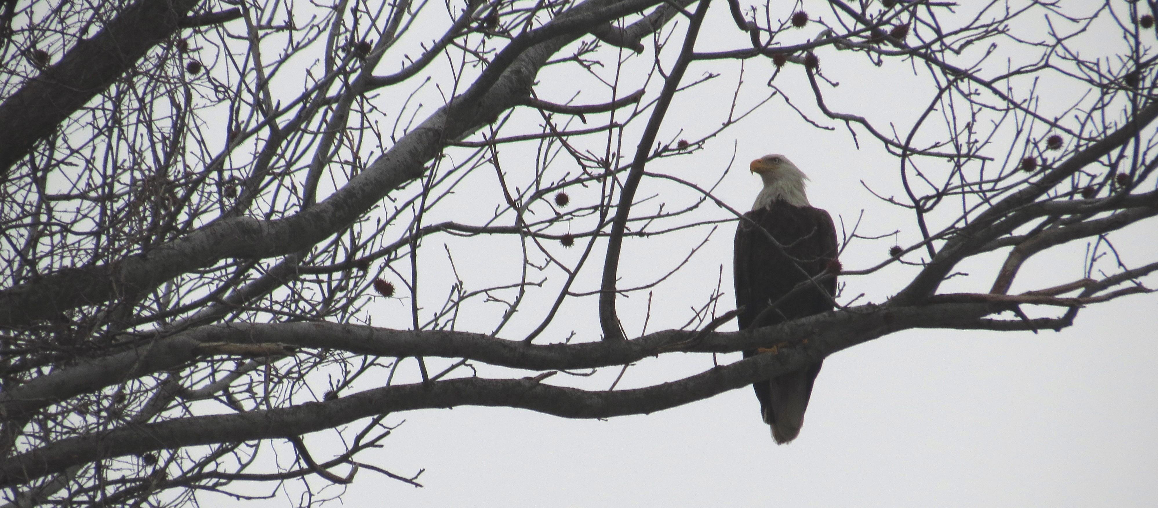 Winter Wonderland Bald Eagles! Westchester: Croton Point Park Photography & Nature Walk