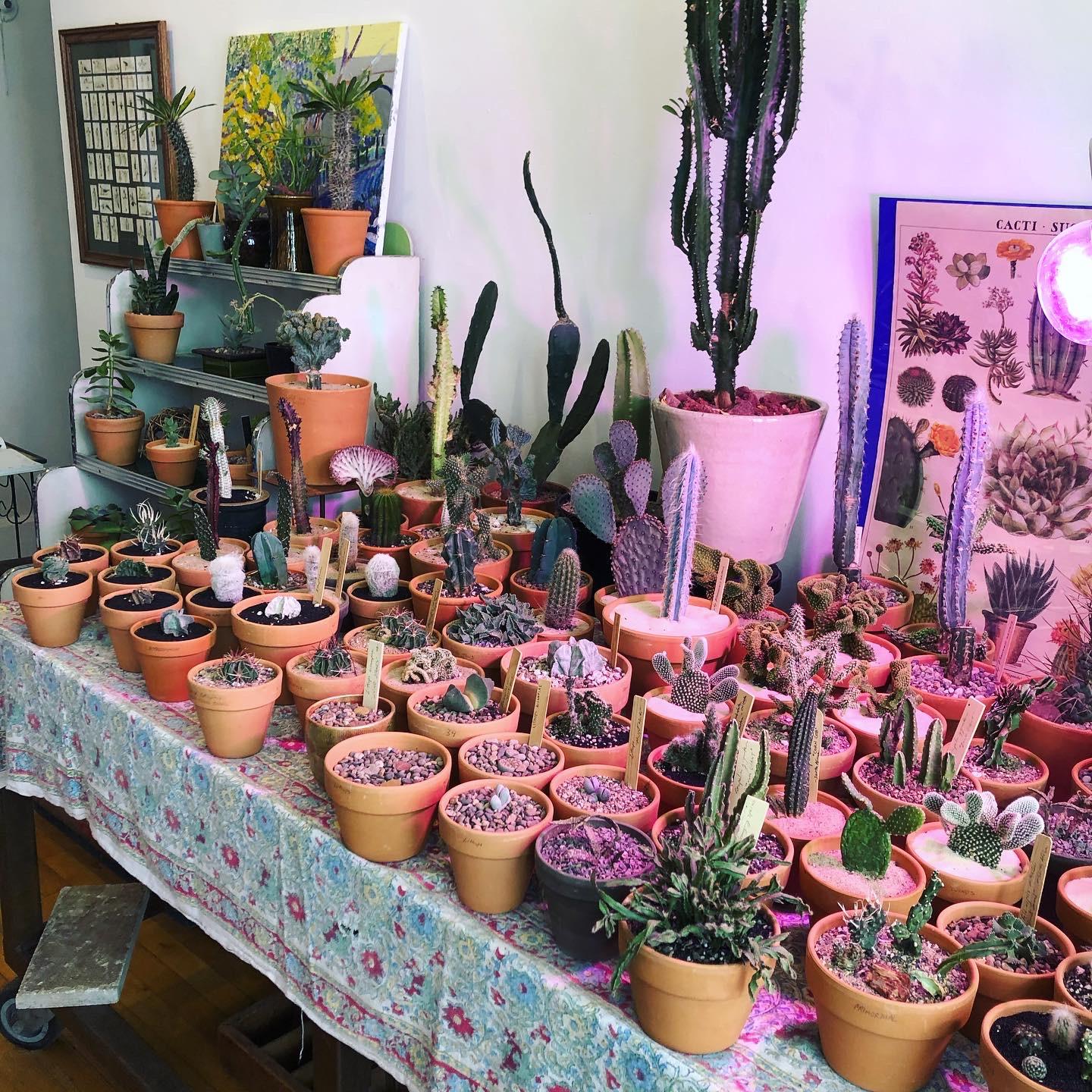 Intro to Cacti & Succulents Class