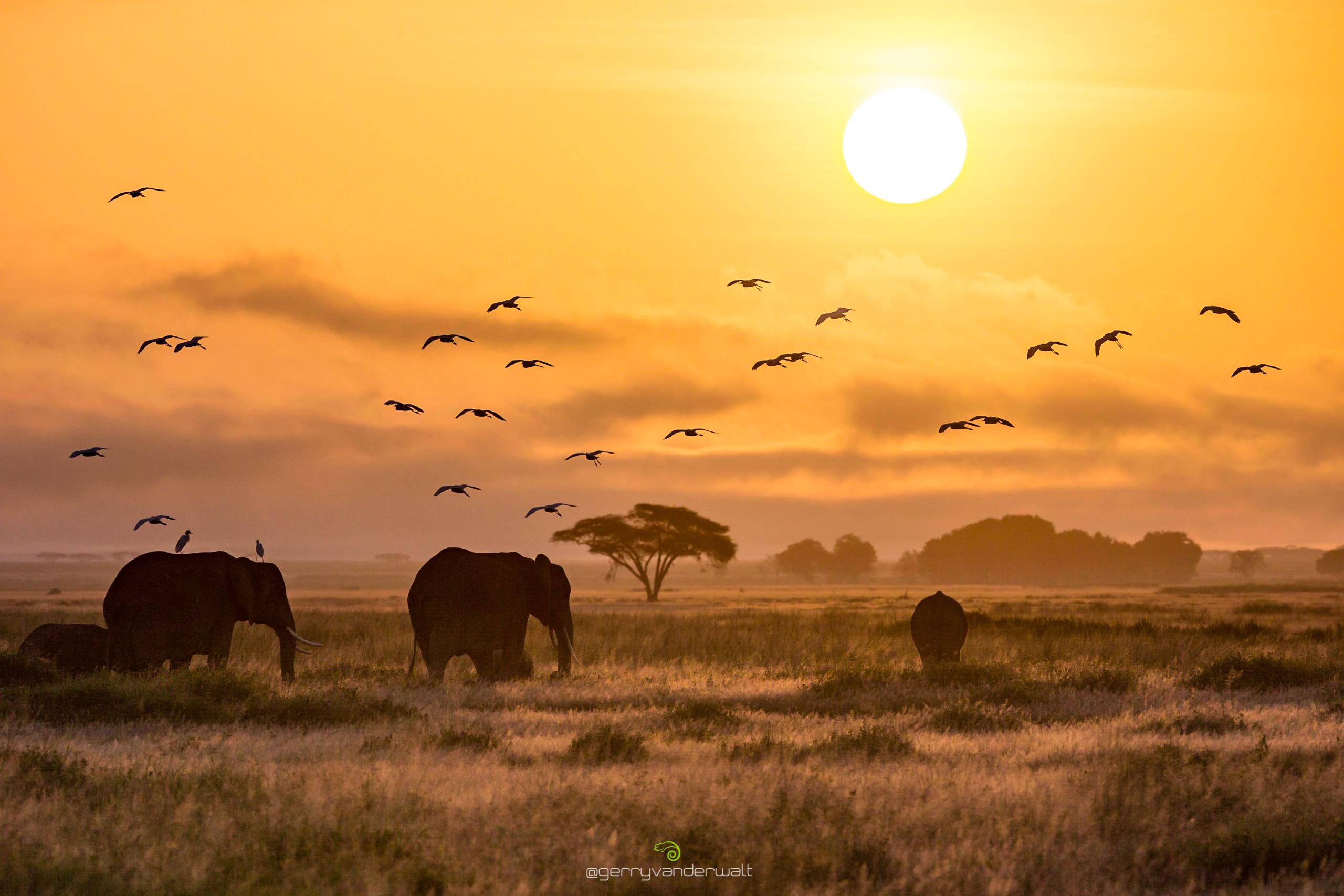 The Art and Science of Wildlife Photography with Gerry Van der Walt - LA