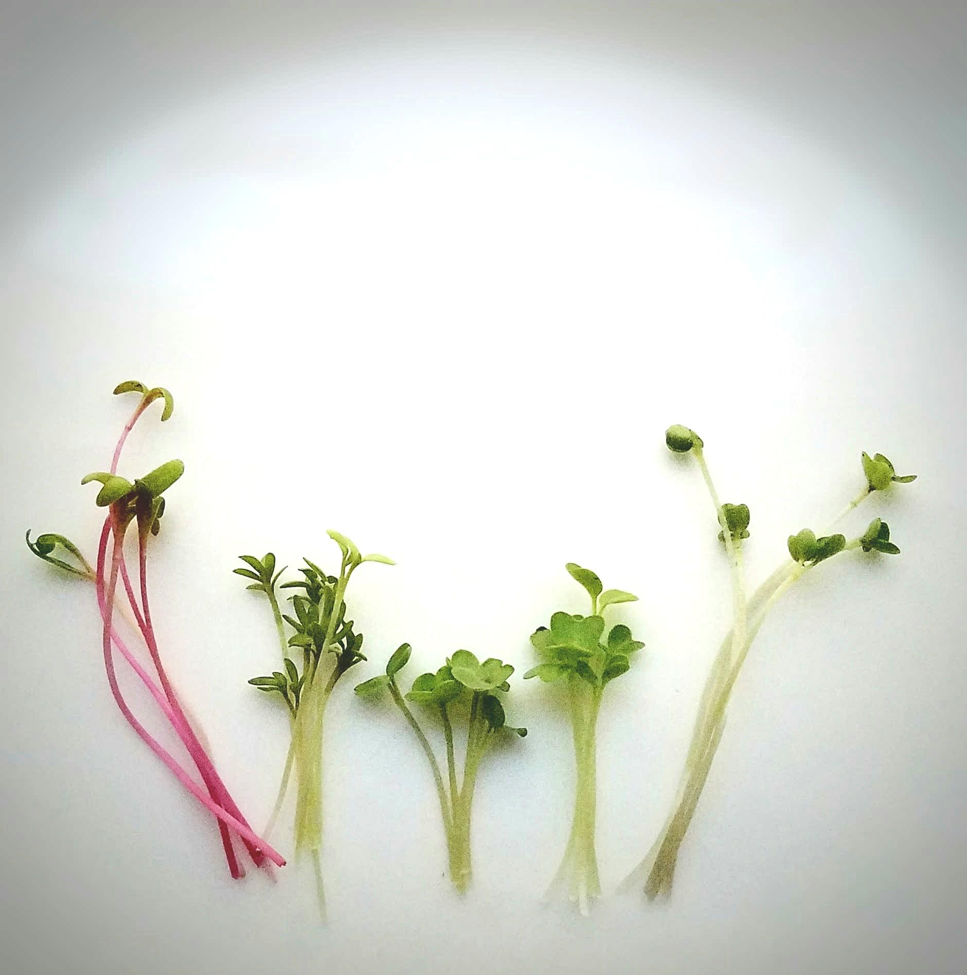 Cabbage family microgreen tasting & How to grow