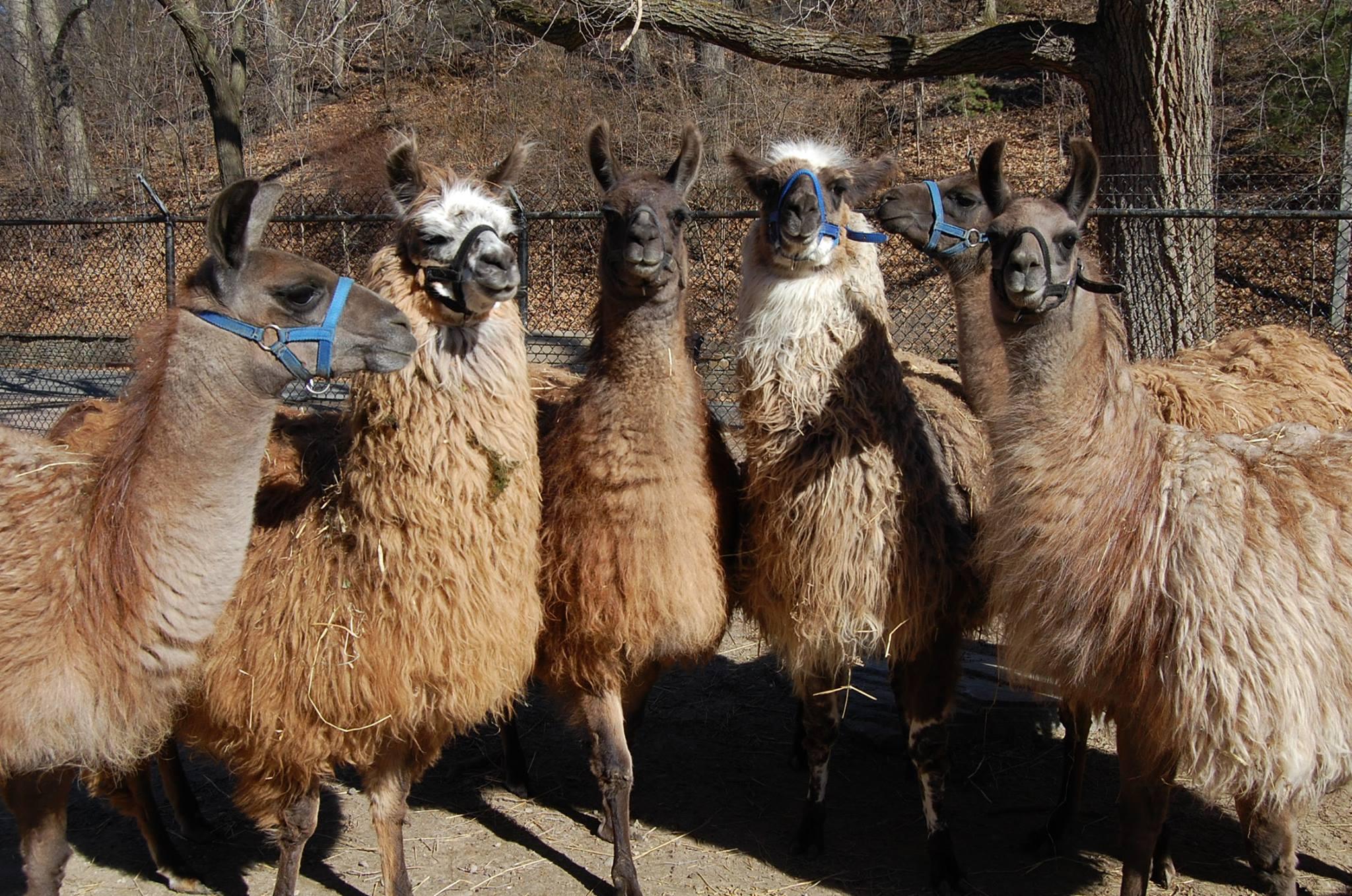 Build the High Park Zoo's new Llama Building with Graeme Dymond