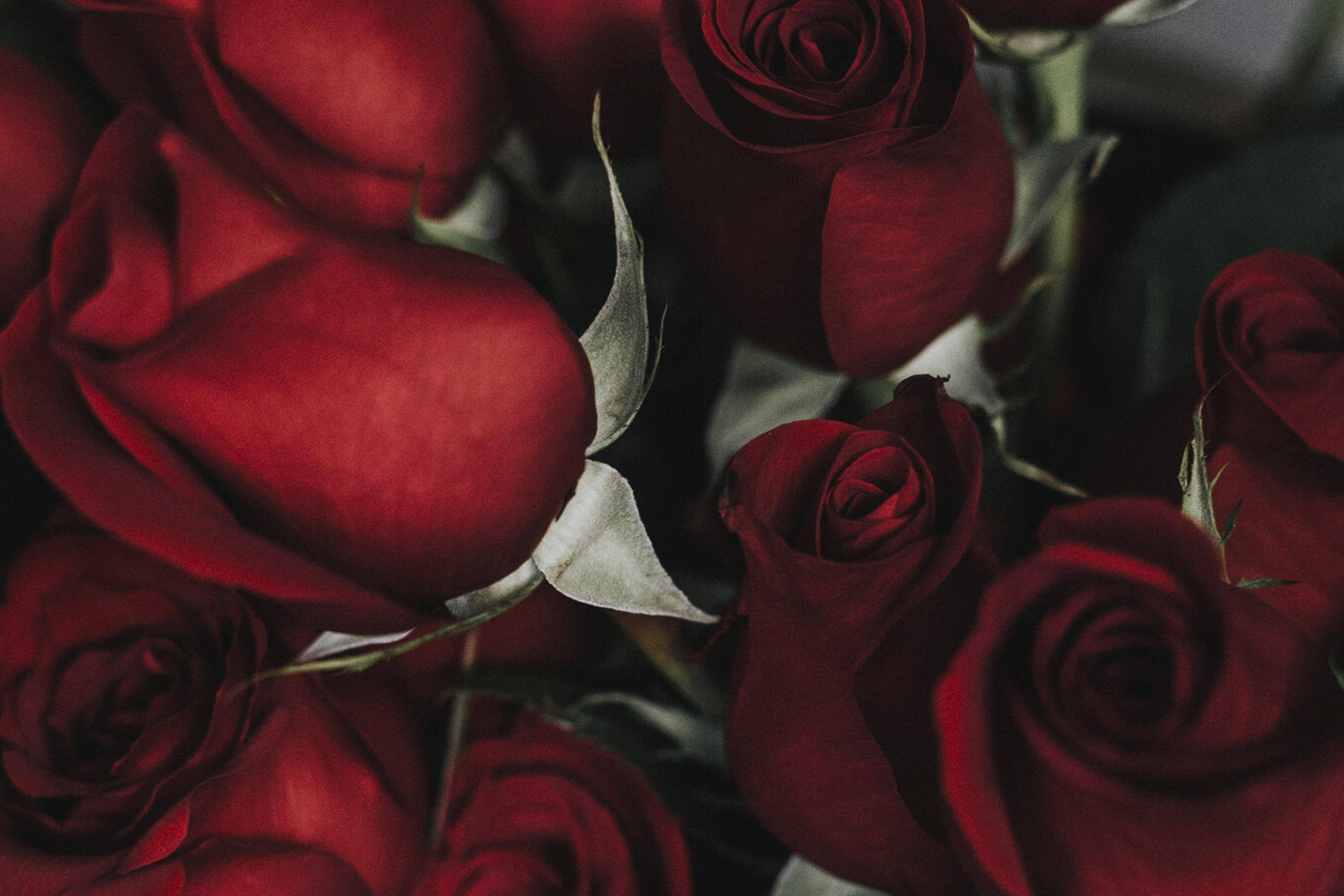 Темно алые розы а на душе. Неопак бархатные розы. Розы Бургундия алая. Шикарные бордовые розы.
