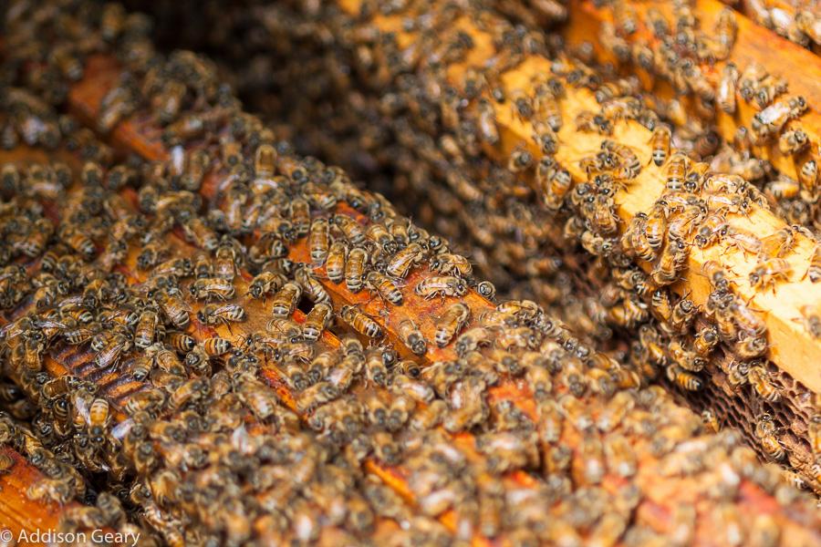 Beekeeping Workshop: Intermediate Beekeeping Techniques