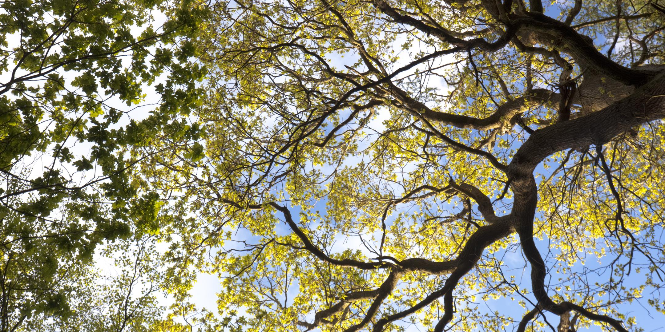 Woodland photography with Fran Halsall