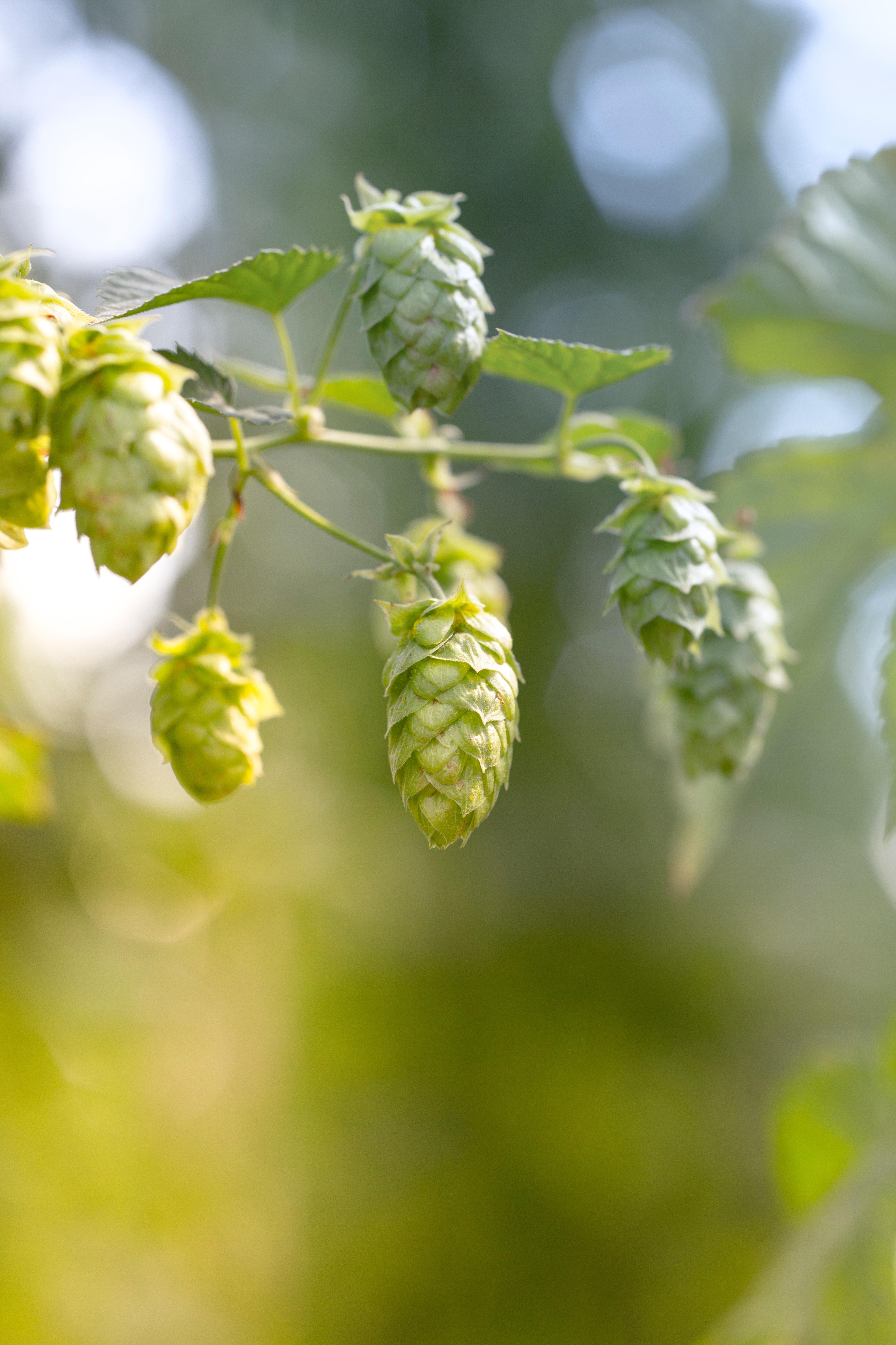 How to Propagate and Grow Hops - Friends & Family Taproom