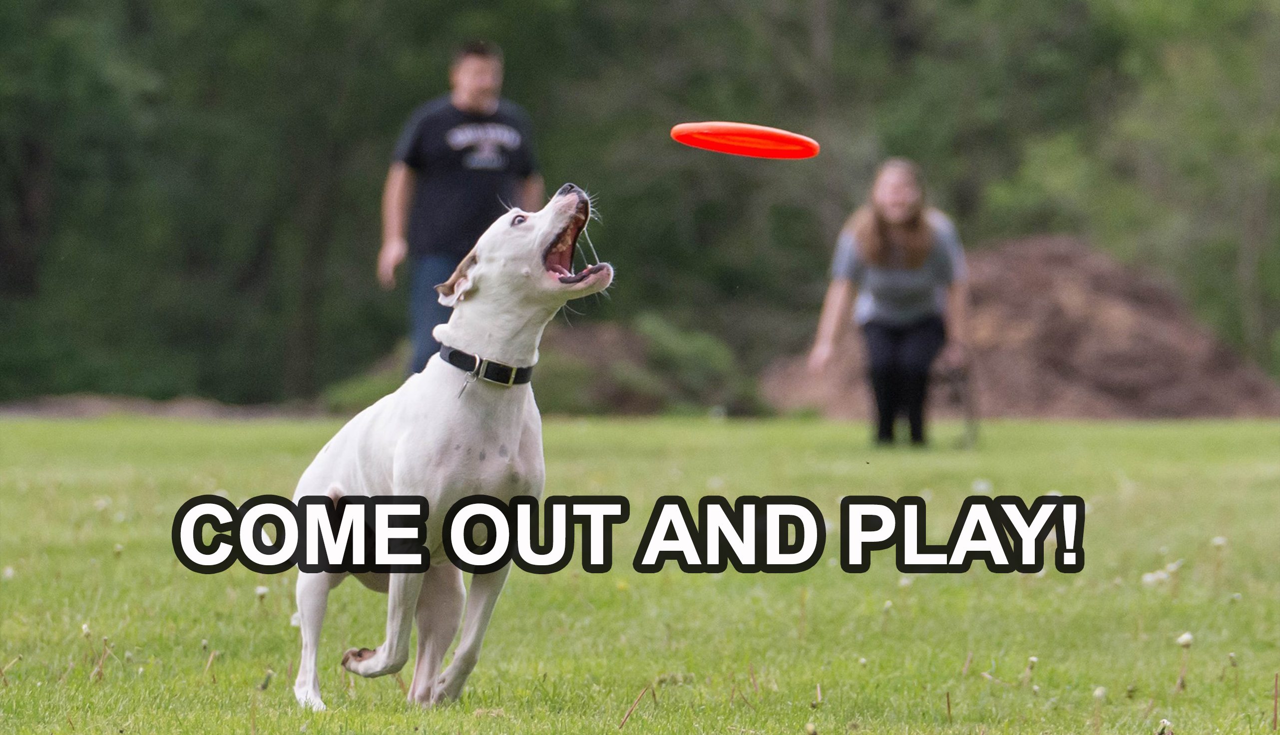 St. Louis Dog Frisbee League, Family Friendly Fun 