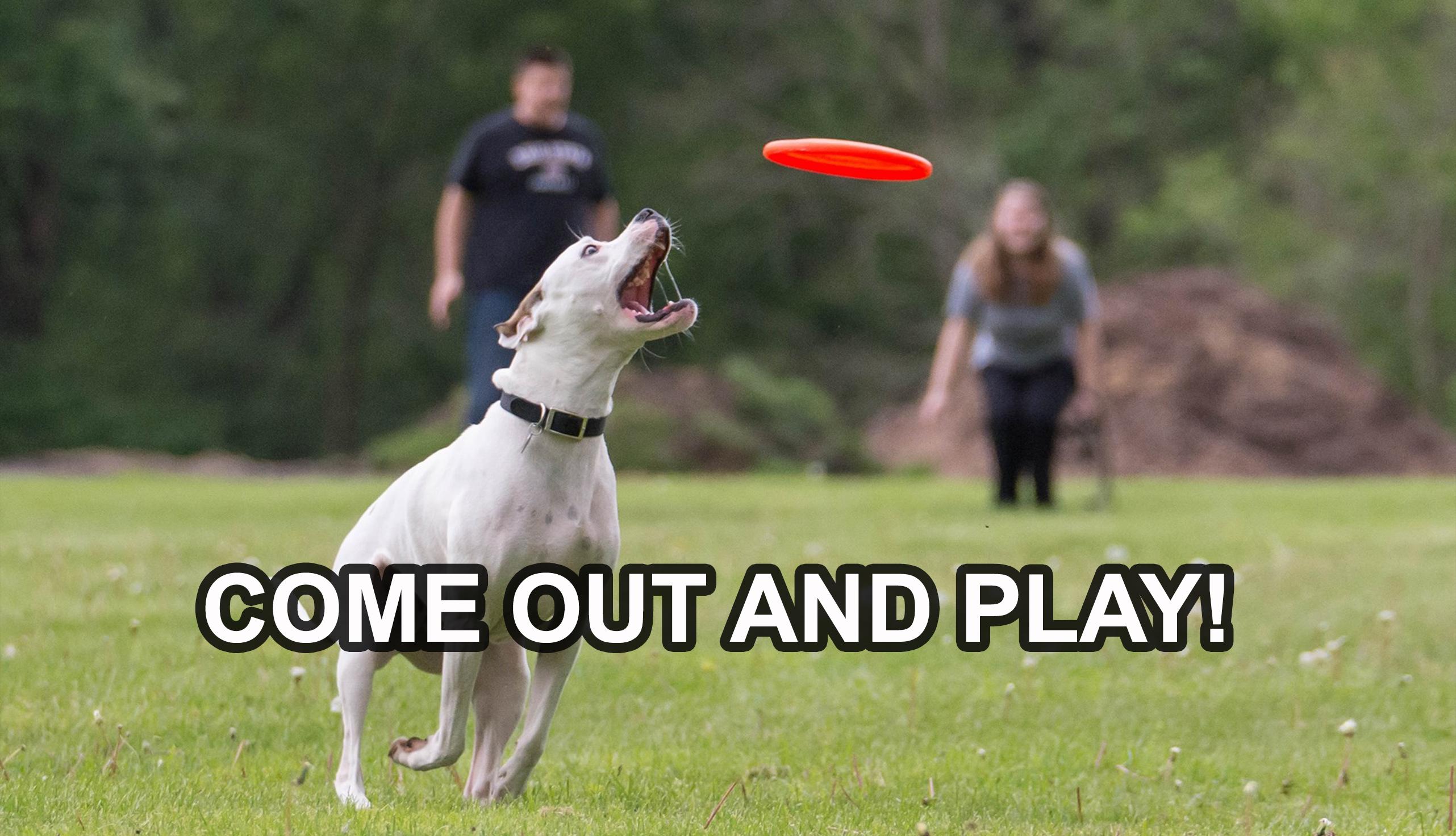 Houston Dog Frisbee League, Family Friendly Fun 