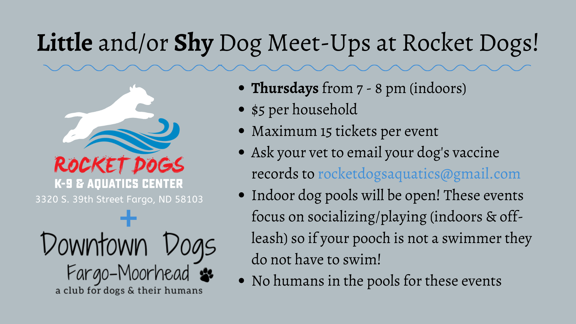 Little and/or Shy Dog Meet-Ups at Rocket Dogs!