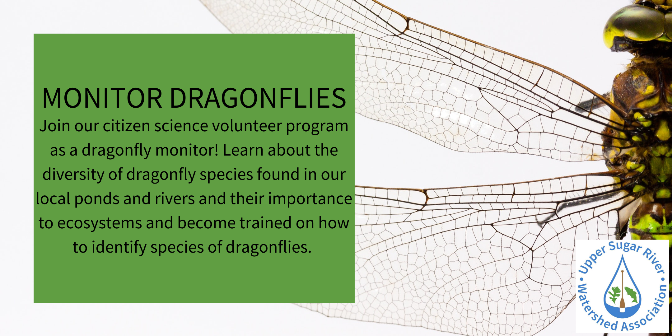 Become a Trained Dragonfly Monitor