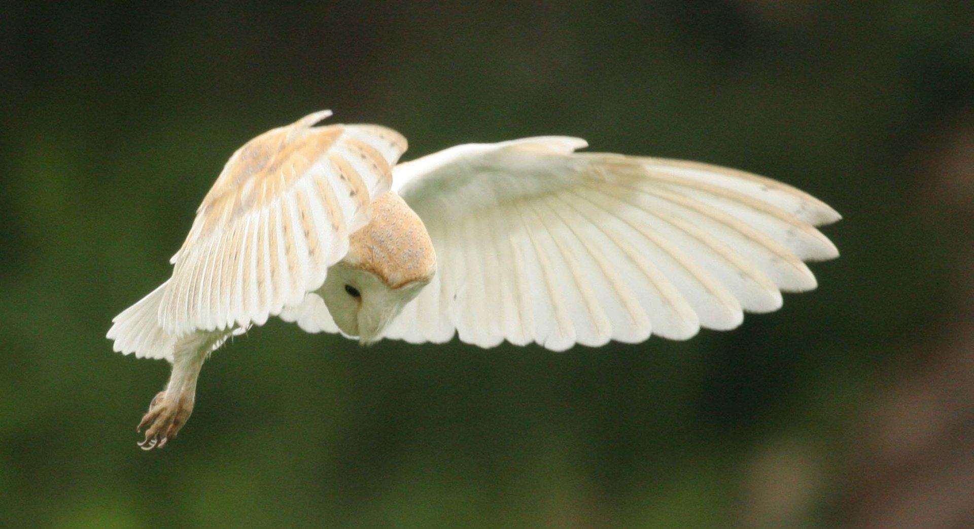 Nature Course: Barn Owls