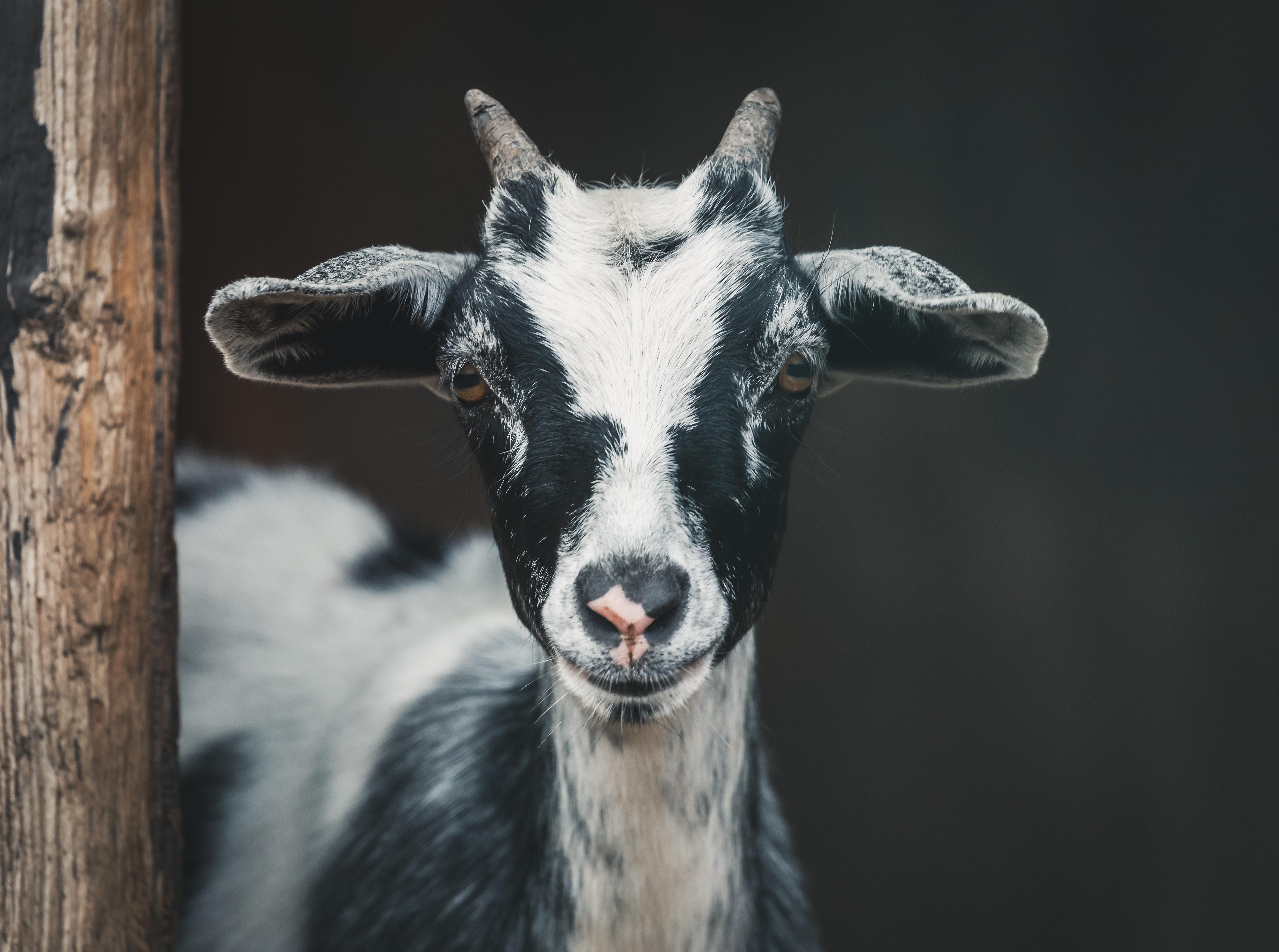 Goat Yoga at Strohmer's Farm