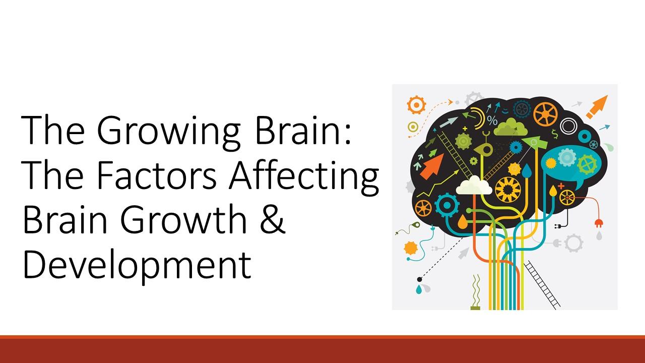 The Growing Brain: The Factors Affecting Brain Growth and Development