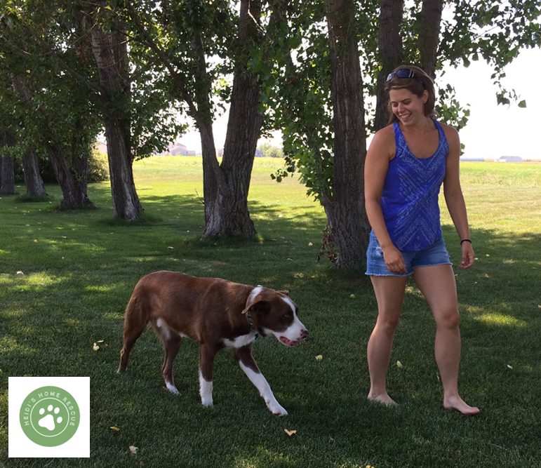 Basic Dog Obedience and Commands Part 1 by Karlee for Heidi's Home Rescue